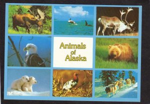 AK Animals of Alaska Postcard Bald Eagle Bear Elk Dog Sled Whales Moose