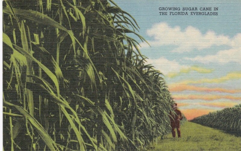 Florida Growing Sugar Cane In The Florida Everglades Curteich sk5902