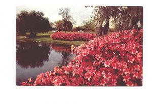 Azaleas Shrubs in Bloom, Florida,