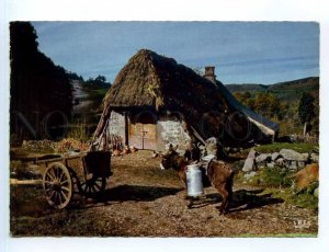 250873 FRANCE AUVERGNE Donkey in village 1969 year RPPC