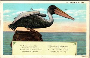 A Florida Pelican, Poem Vintage c1935 Postcard 