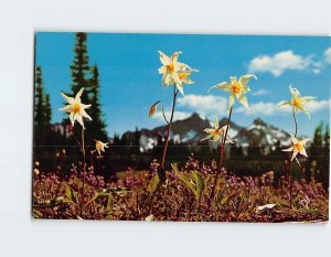 Postcard Avalanche Lily, Mt. Rainier National Park, Washington