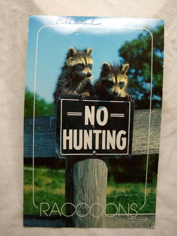 Postcard - No Hunting 