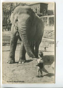 440421 USSR 1955 year Moscow elephant with boy Vintage postcard