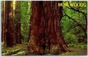 Postcard - Redwoods -  Muir Woods National Monument - Mill Valley, California