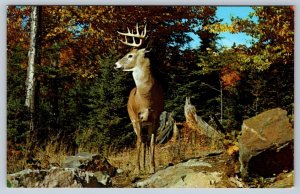 White Tailed Deer, The Chalet, Pointe Au-Baril Ontario, Vintage 1974 Postcard