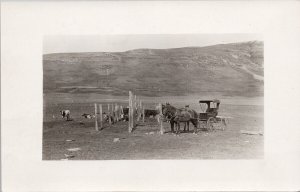 Nanton AB Southern Alberta area Cattle Horses Buggy Mythaler RPPC Postcard H16