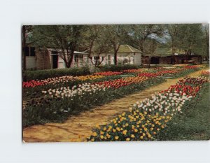 Postcard Memorial Tulip Bed, Dwight D. Eisenhower Boyhood Home, Abilene, Kansas