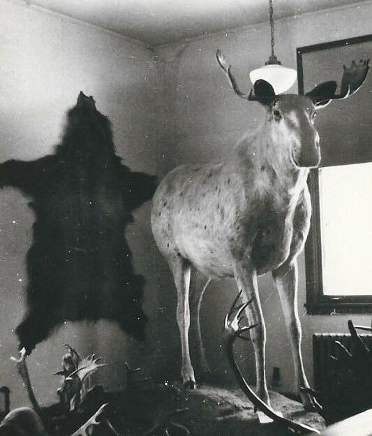 CD019 AK, Chatanika White Moose Taxidermy Real Photo Postcard RPPC