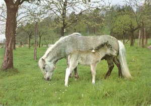 Mare and Foal. Horses Modern Spanish postcard. Size 15 x 10.5 cms