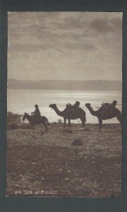 Ca 1911 PPC Camels At Sea Of Galilee (Lake Kineret) Israel Mint