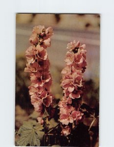 Postcard Wild Hollyhock Of The Mallow Family, Yellowstone National Park, WY