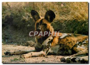 Modern Postcard Cape Hunting Dog Dog Hyene