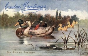 TUCK OILETTE EASTER Mallard Ducks & Babies w Umbrellas c1910 Postcard