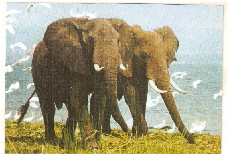 Elephats Animals Nice Spaish postcard. Continental size