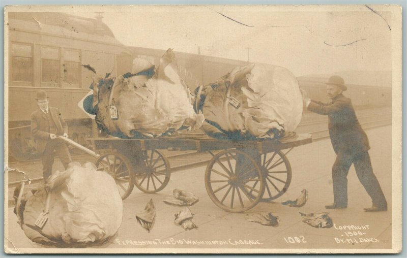 WASHINGTON CABBAGE EXAGGERATED 1909 ANTIQUE REAL PHOTO POSTCARD RPPC