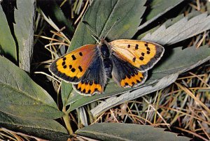 Female small copper Butterflies Unused 