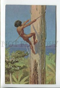 432792 Netherlands India Indonesia Papuan climbs a palm tree Vintage postcard