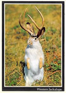 Western Jackalope - 