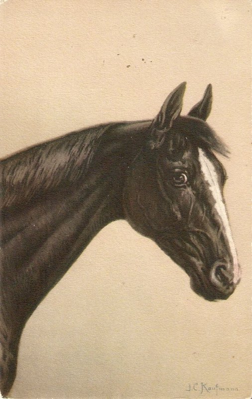 Horse's Head  old vintage seiss postcard. artist signed