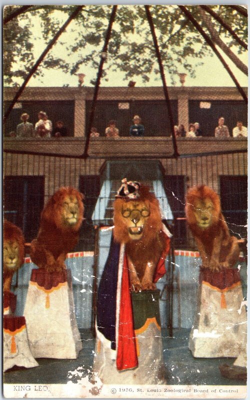VINTAGE POSTCARD KING LEO LION ACT AT THE ST. LOUIS ZOO c. 1950s