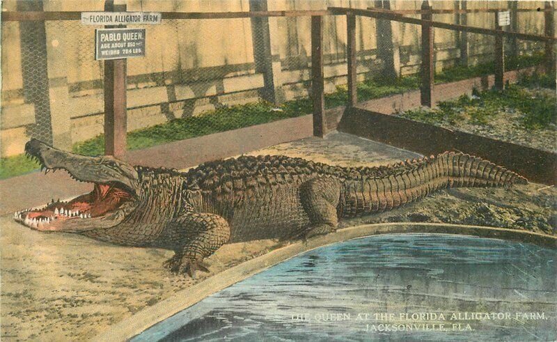 C-1910 Jacksonville Florida Queen Florida Alligator Farm Postcard 8694