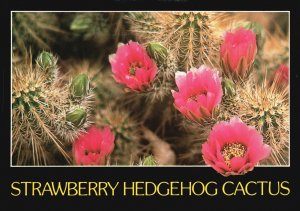 Vintage Postcard The Strawberry Hedgehog Cactus Cacti Southwest Arizona AZ