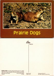 Prairie Dog (33144