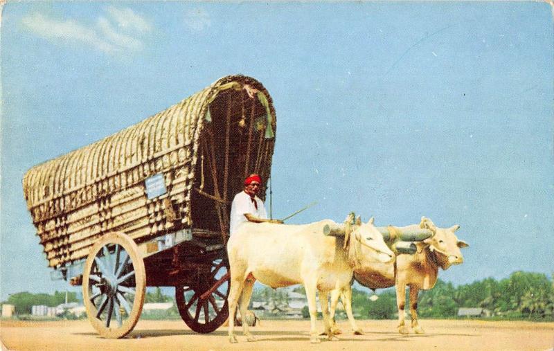 BR49576 Ceylon bullock cart colombo cow vaches    Sri  Lanka