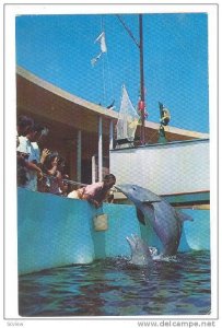 Playful porpoises,Seaquarium,Miami ,Florida,40-60s