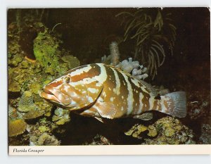 Postcard Grouper and Reef Pennekamp State Park Key Largo Florida