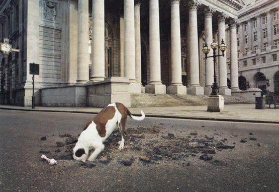 Dog Digging IN TARMAC Bone Roadside Hole UNIQUE London Photo Agency Art Postcard