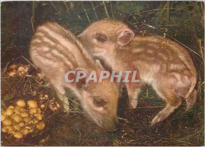 Postcard Modern Frischlinge Wildschwseine im ersten Lebensjahr