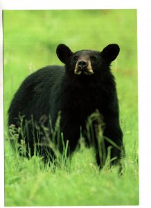 Black Bear, North American Wildlife