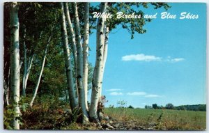 Postcard - White Birches and Blue Skies