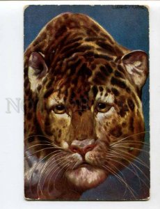 402595 HUNT Big Cat LEOPARD by Ludwig FROMME Vintage color PC