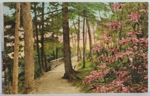 WV Sulphur Hill Park White Sulpher Springs West Virginia Hand Color Postcard O18