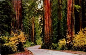 Avenue of Giants Parkway Redwood Highway US 101 Northern CA Unused Postcard H21