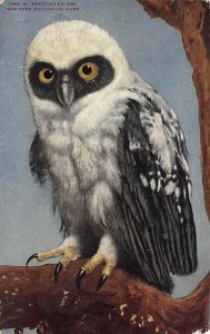 Spectacled Owl Bird Unused 