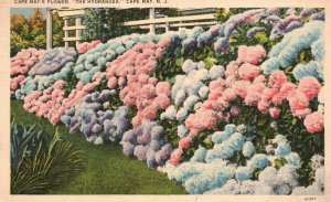 Vintage Postcard 1938 Cape May Flower Hydrangea Blossoms Cape May New Jersey NJ