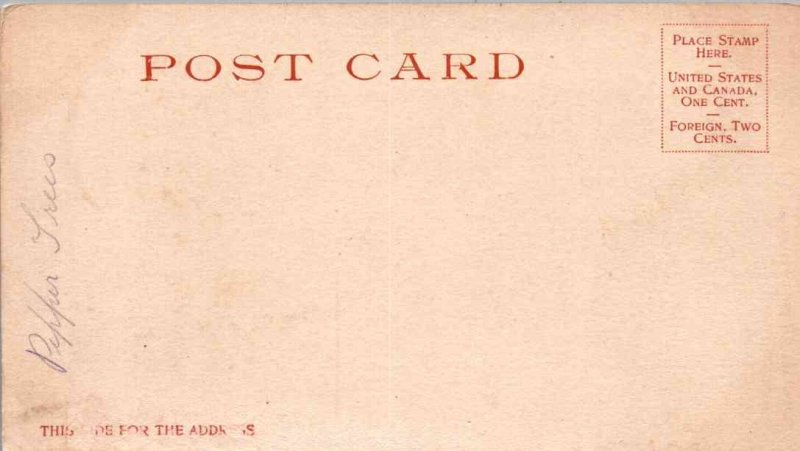 Pasadena, California - Tree lined Marengo Avenue - c1905