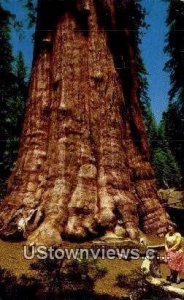 General Sherman Tree - Sequoia National Park, California CA  