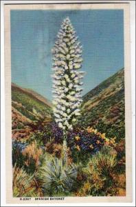 Spanish Bayonet Yucca Plant