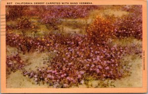 postcard CA - California Desert Carpented with Sand Verbena