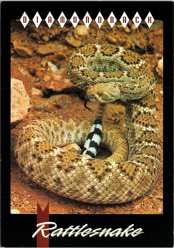 VINTAGE CONTINENTAL SIZE POSTCARD DIAMONDBACK RATTLESNAKE