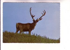 Caribou, McKinley Park, Alaska,