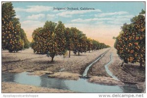 Irrigated Orchard California 1924