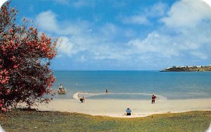 Fishermen Netting Small Fish for Bait Daniel's Head Somerset Bermuda Postcard
