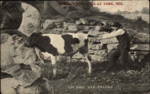 York Nebraska NE Exaggeration Farming Man Pulls on Cow's Tail Vintage Postcard