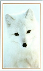 M-12903 An Arctic Fox on Kolguyev Island Russia